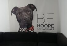 El alcalde de Torrejón aclara el retraso en los pagos a la asociación Hoope: «Ha sido un problema de tesorería ya solucionado»