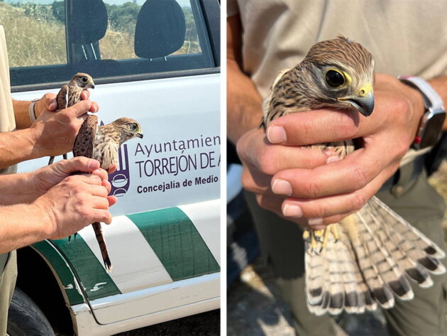 Tres cernícalos recuperados vuelven a su hábitat en Torrejón de Ardoz