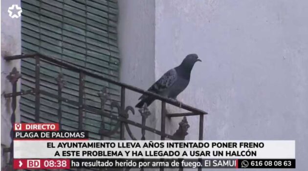 Torrejón de Ardoz lucha contra la sobrepoblación de palomas en la ciudad