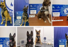 La Unidad Canina de Torrejón de Ardoz interviene hachís, cocaína y metanfetamina en diversas actuaciones policiales
