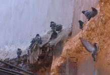 El Ayuntamiento de Torrejón refuerza el control de animales silvestres con una licitación de tres años de casi 50.000 euros anuales